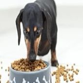 Pet Food Dealers